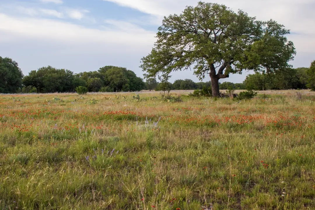 Natural Grass Restoration Natural Grass Restoration.